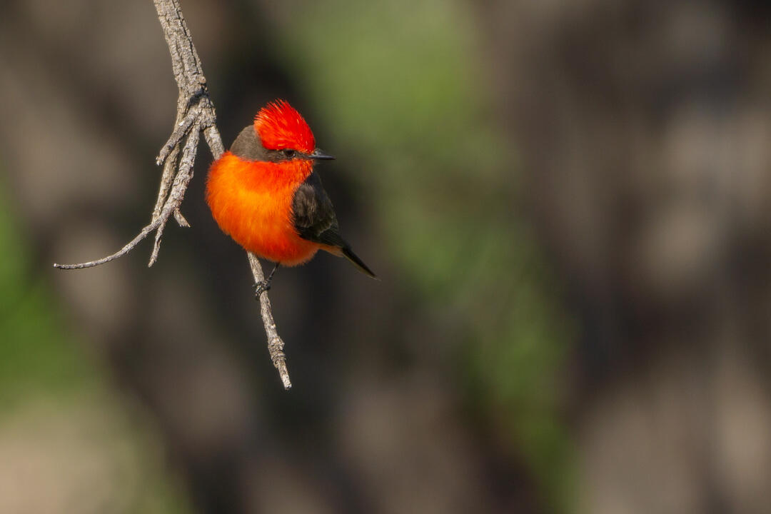 Pájaro en rama