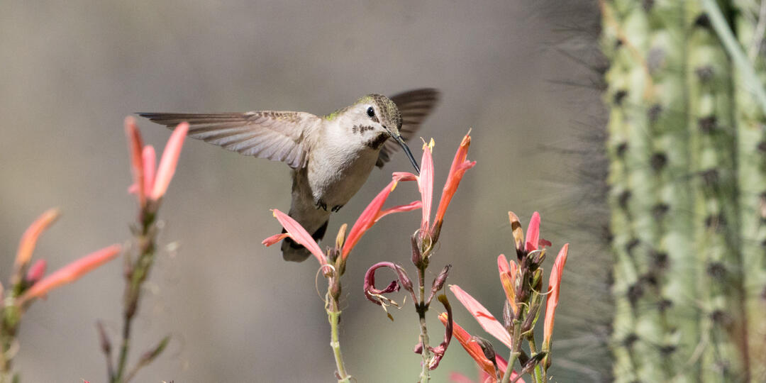An immature male Black-chinned Hummingbird feeds from a tubular red flower with a cactus in the background.
