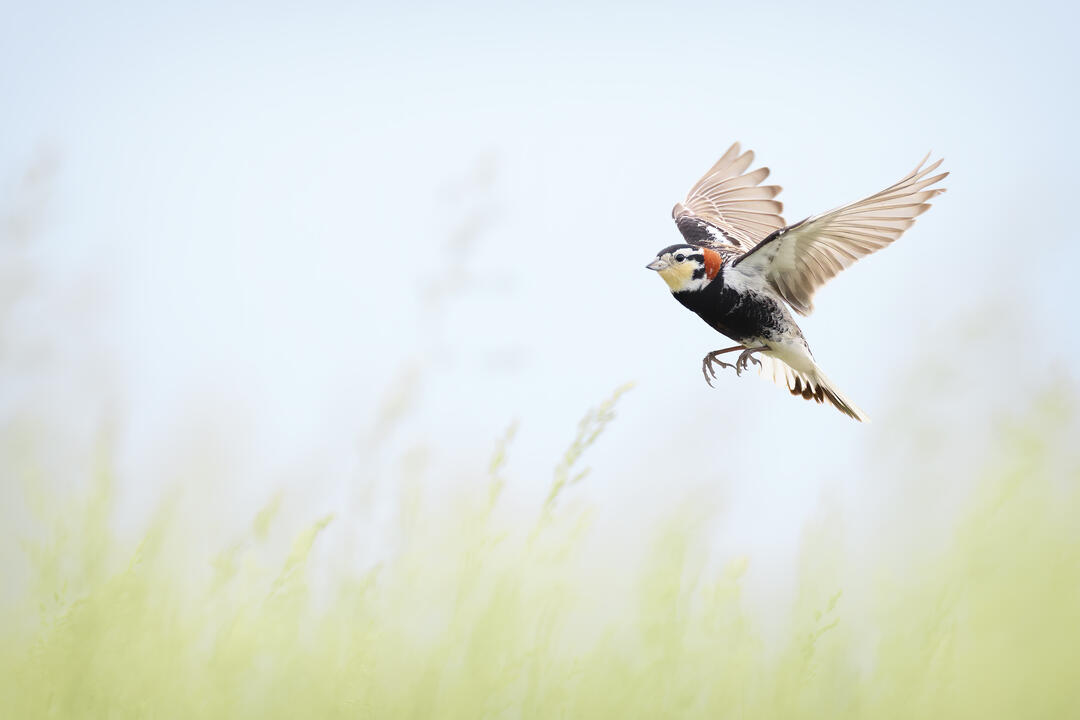 Chestnut-collard Longspur