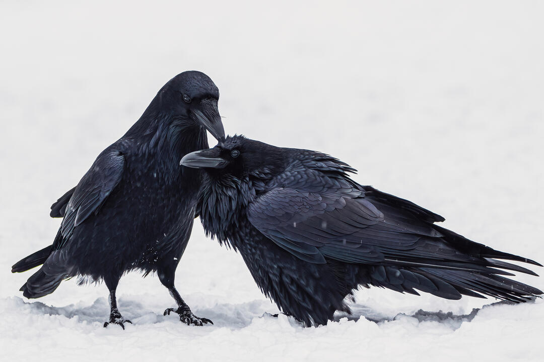 Two Common Ravens in the snow