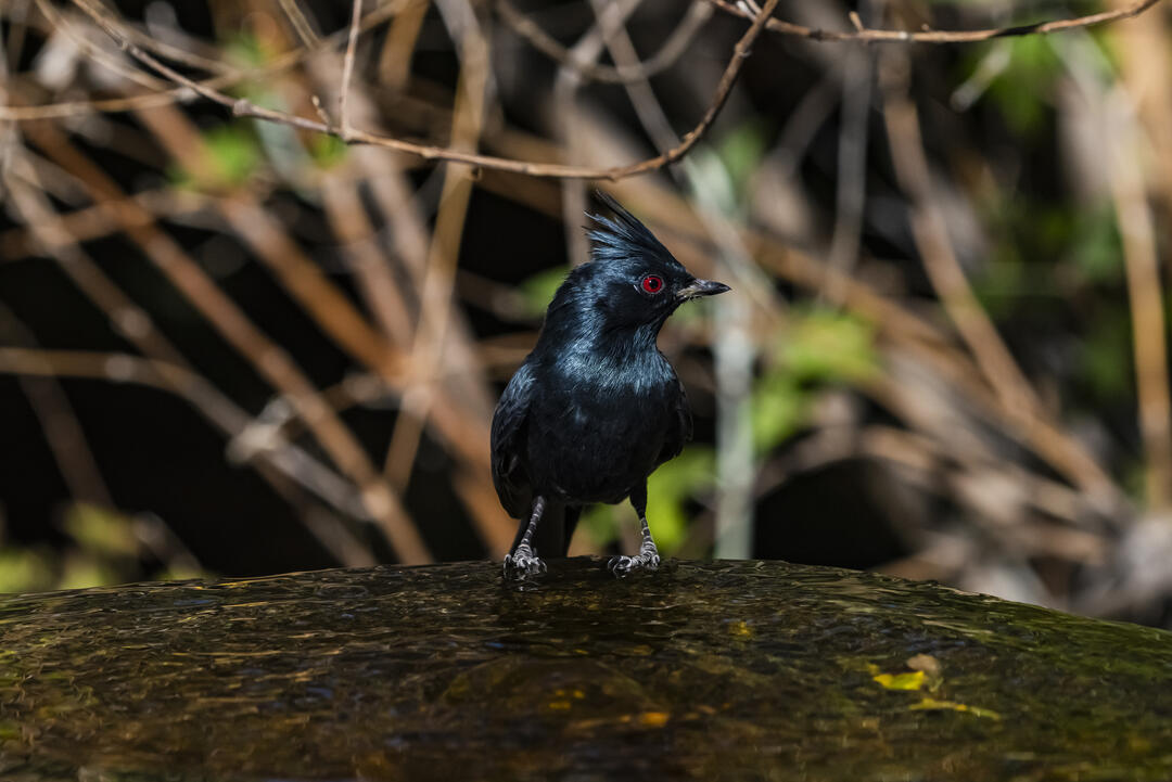 Audubon Southwest's Bird of the Month | Audubon Southwest