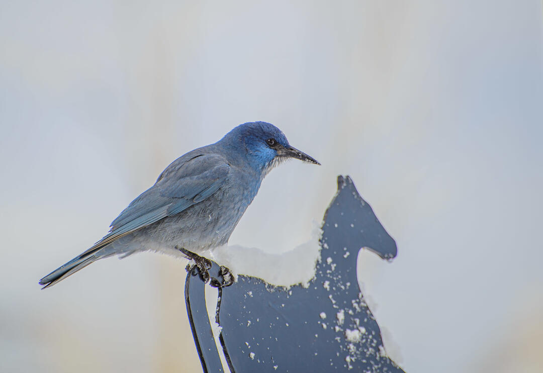 Pinyon Jay
