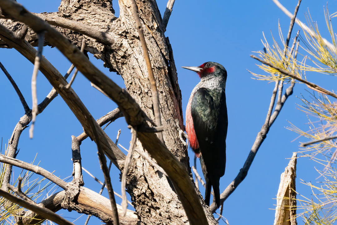 Lewis's Woodpecker