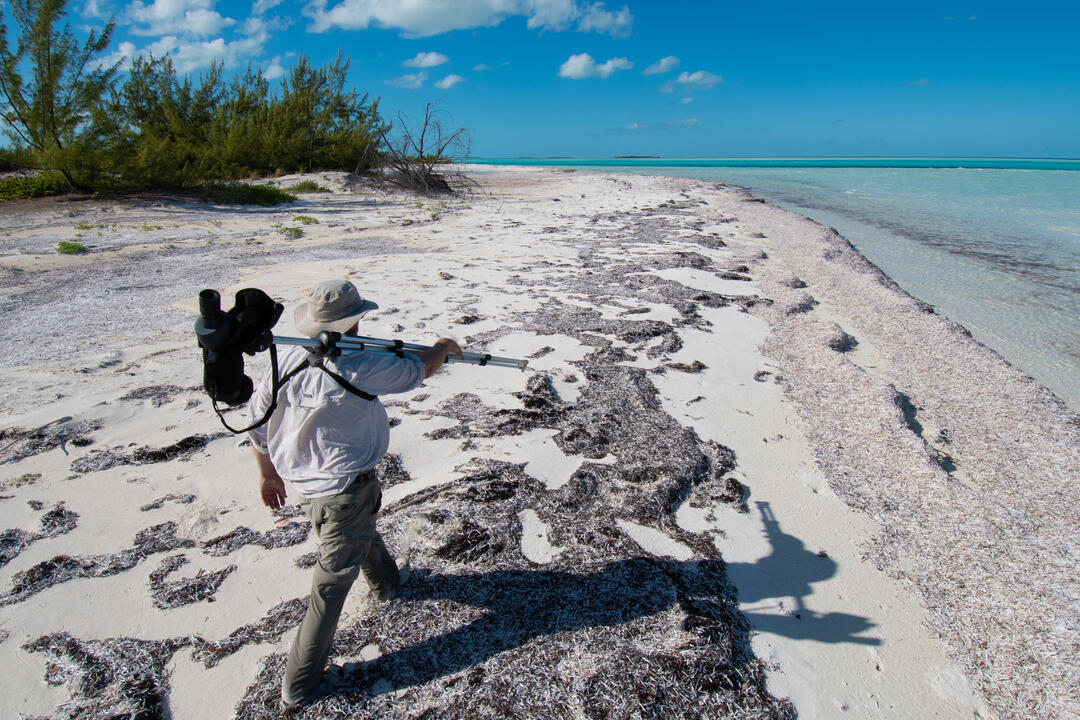 Audubon staff, including Mark LaBarr, Conservation Program Manager with Audubon Vermont, conduct Piping Plover surveys on the Joulter Cays, a stretch of uninhabited islands in The Bahamas, Wednesday, Feb. 6, 2019.