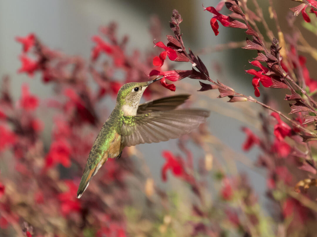 Broad-tailed Hummingbird