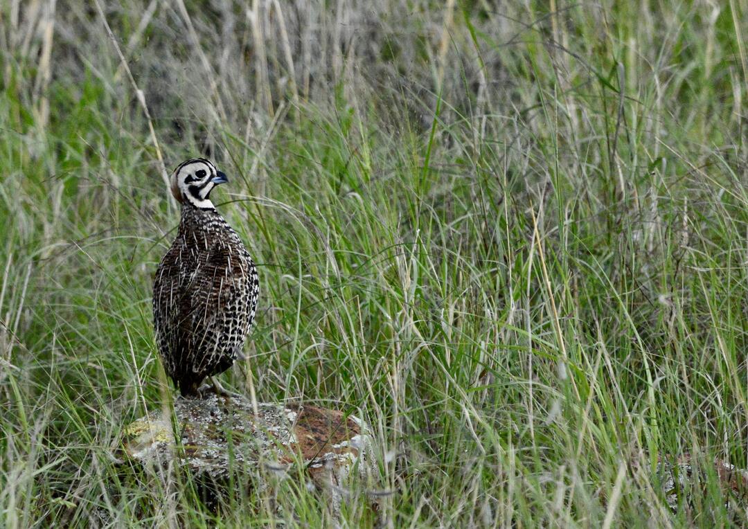 A male Montezuma Quail stands in lush green grass with its intricately patterned back to the camera and its clown-like face turned to the side.