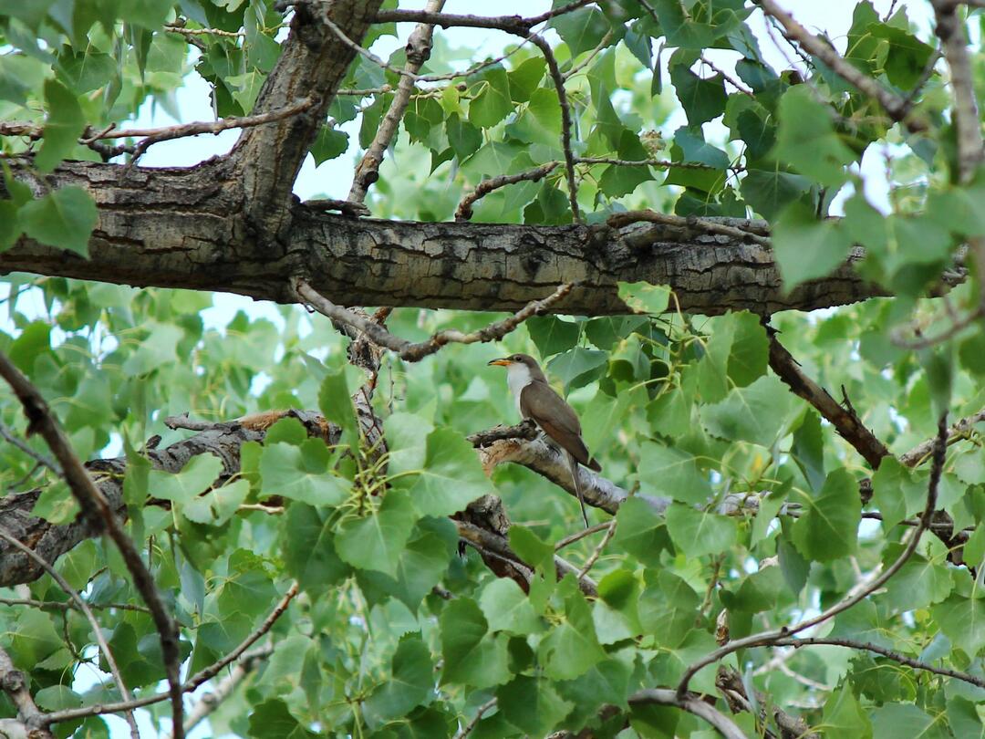 A Western Yellow-billed Cuckoo, a long-tailed bird, brown above and white below with a long, curved, and yellow-orange bill, looks small amongst a dense patch of cottonwood leaves.